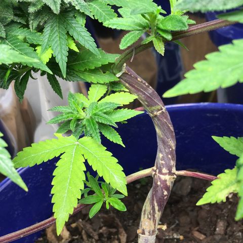The Cheese growlog timeline photo