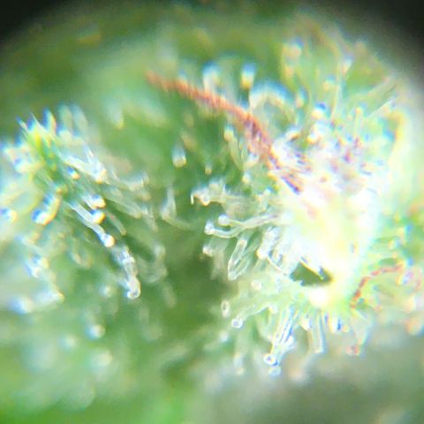 Alaska 47 auto growlog timeline photo