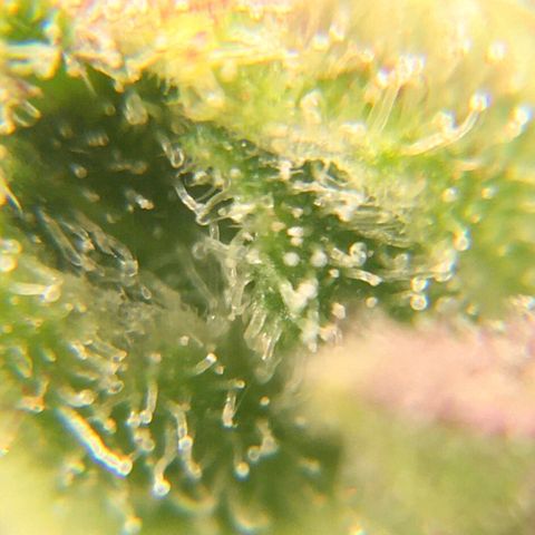 Alaska 47 auto growlog timeline photo