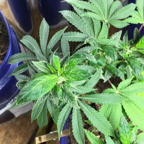 The Cheese growlog timeline photo