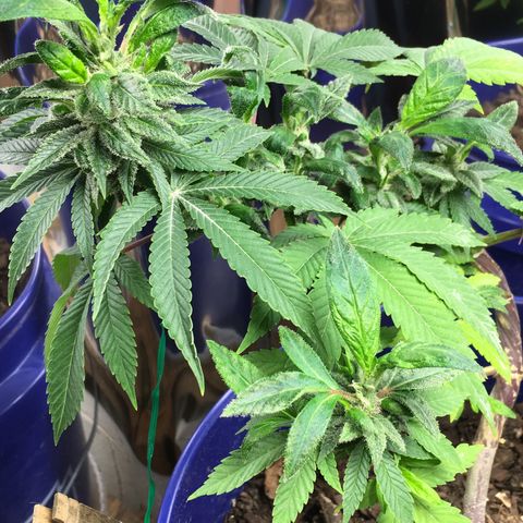 The Cheese growlog timeline photo
