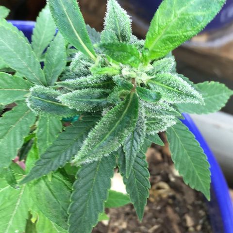 The Cheese growlog timeline photo