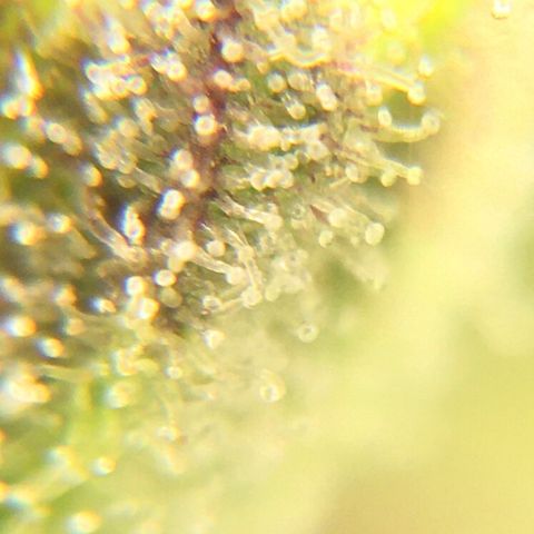Alaska 47 auto growlog timeline photo