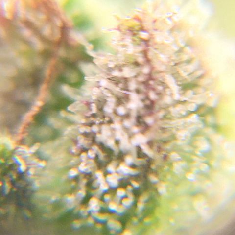 Alaska 47 auto growlog timeline photo