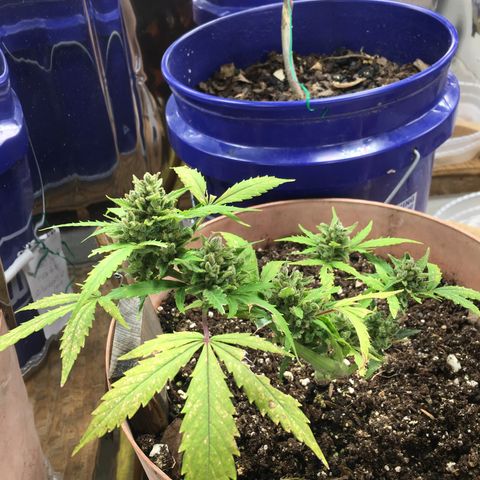 Alaska 47 auto growlog timeline photo