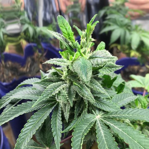 The Cheese growlog photo: Trimmed off the largest of the wonky leaves. And one of the fan leaves by accident. 