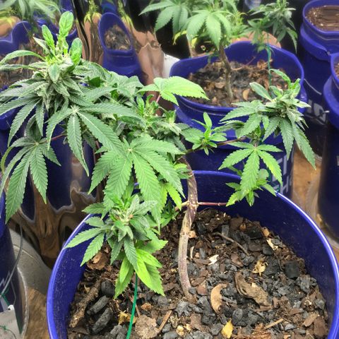 The Cheese growlog photo: Trimmed off the largest of the wonky leaves. And one of the fan leaves by accident. 