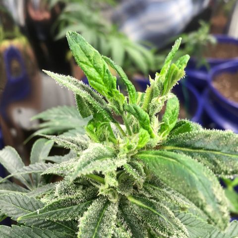 The Cheese growlog photo: Trimmed off the largest of the wonky leaves. And one of the fan leaves by accident. 
