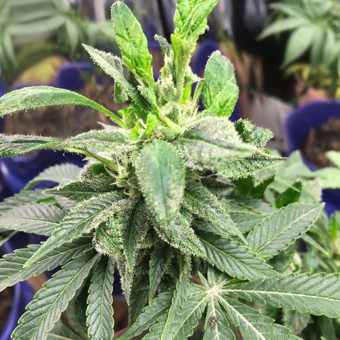 The Cheese growlog photo: Trimmed off the largest of the wonky leaves. And one of the fan leaves by accident. 