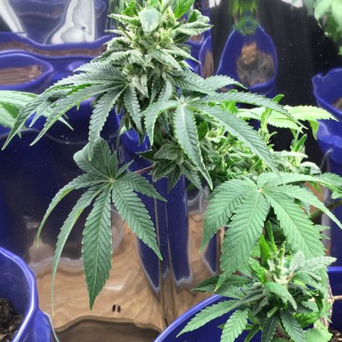 The Cheese growlog timeline photo