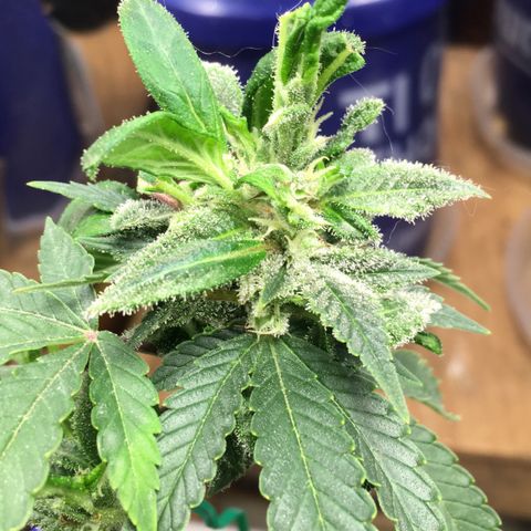 The Cheese growlog timeline photo