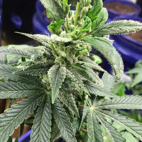 The Cheese growlog timeline photo