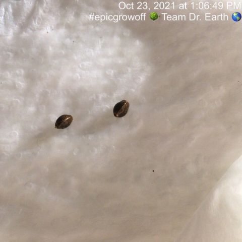 #epicgrowoff growlog timeline photo