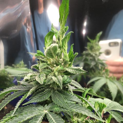The Cheese growlog timeline photo