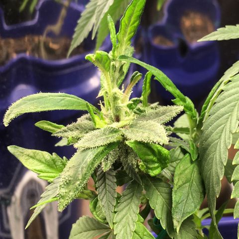 The Cheese growlog timeline photo