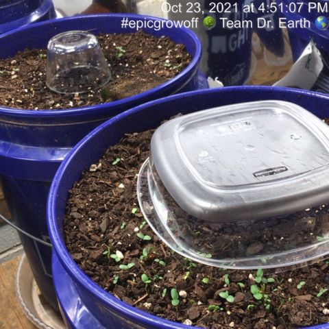 #epicgrowoff growlog photo: Seeds hit soil today