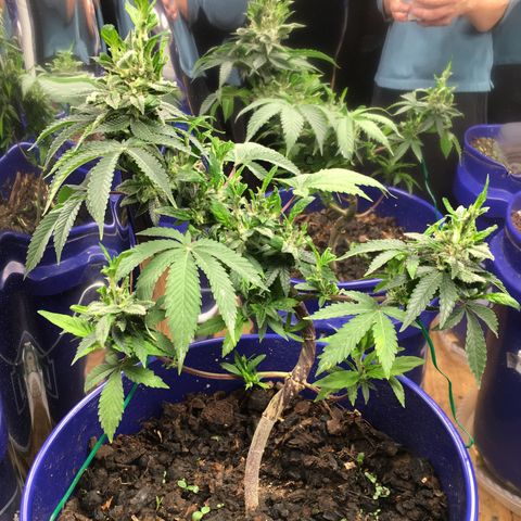 The Cheese growlog timeline photo