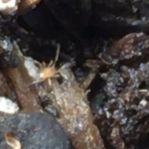 #epicgrowoff growlog photo: Predator mite, per Shawn on the Dr. Earth team. Many of these running around on the soil surface. 