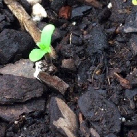#epicgrowoff growlog timeline photo