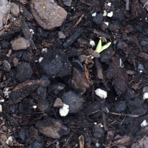 #epicgrowoff growlog timeline photo