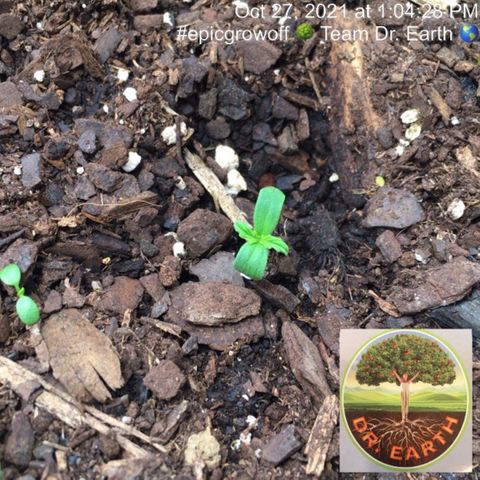 #epicgrowoff growlog timeline photo