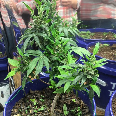 The Cheese growlog timeline photo