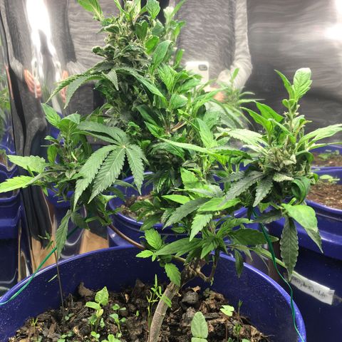 The Cheese growlog timeline photo