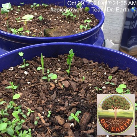 #epicgrowoff growlog timeline photo