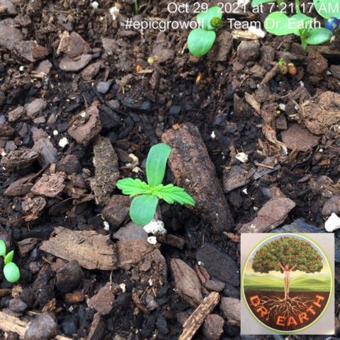 #epicgrowoff growlog timeline photo