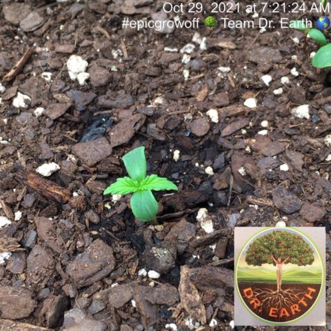 #epicgrowoff growlog timeline photo