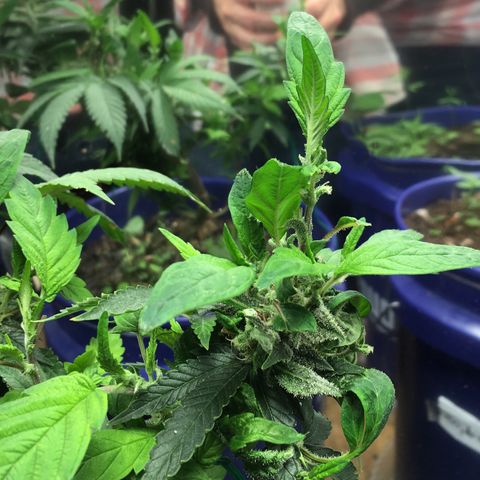 The Cheese growlog timeline photo