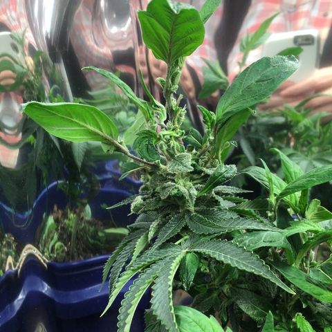 The Cheese growlog timeline photo