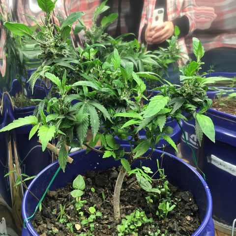 The Cheese growlog timeline photo