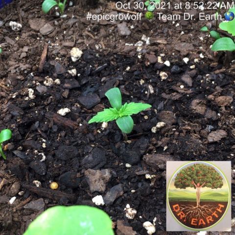 #epicgrowoff growlog timeline photo