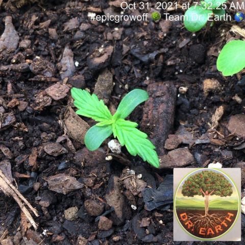 #epicgrowoff growlog timeline photo