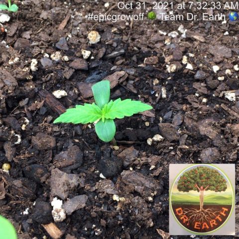 #epicgrowoff growlog timeline photo