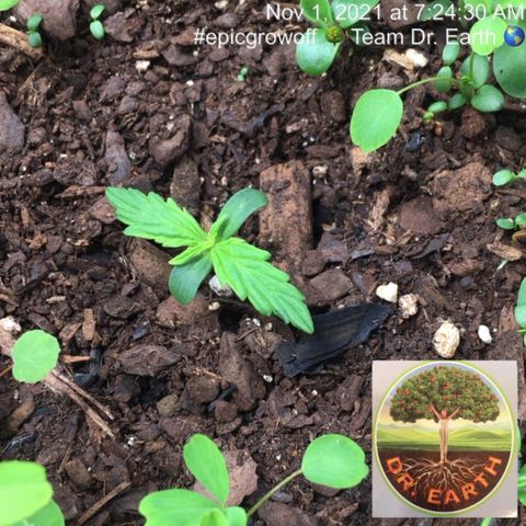 #epicgrowoff growlog timeline photo