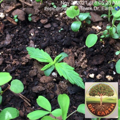 #epicgrowoff growlog timeline photo