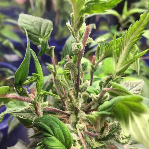 The Cheese growlog timeline photo
