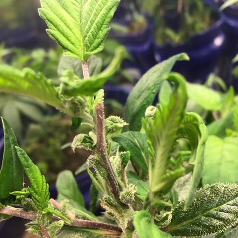 The Cheese growlog timeline photo