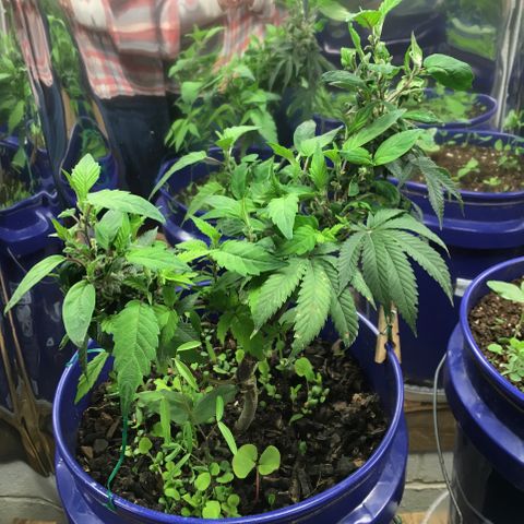 The Cheese growlog timeline photo