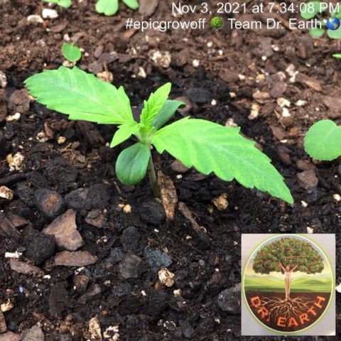 #epicgrowoff growlog timeline photo