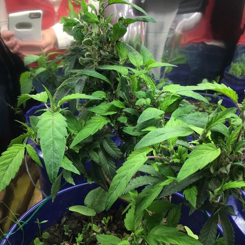 The Cheese growlog timeline photo