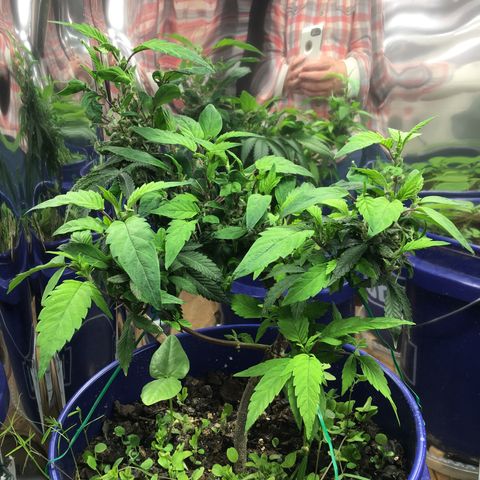 The Cheese growlog timeline photo