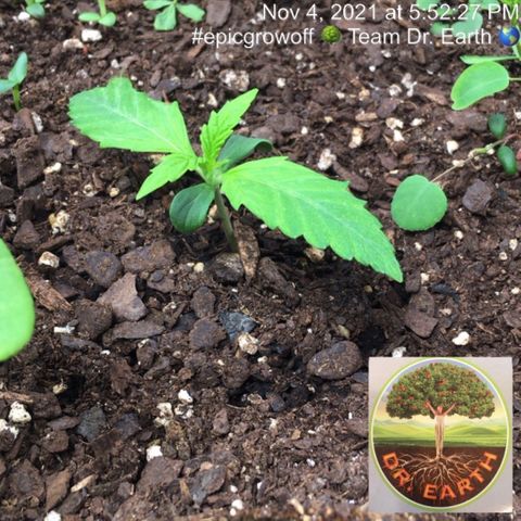 #epicgrowoff growlog timeline photo