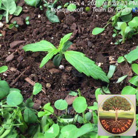 #epicgrowoff growlog timeline photo