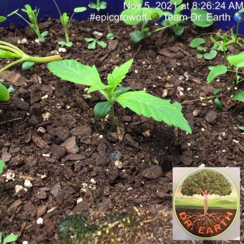 #epicgrowoff growlog timeline photo
