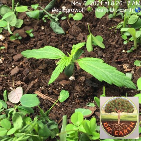 #epicgrowoff growlog timeline photo