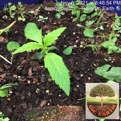 #epicgrowoff growlog timeline photo