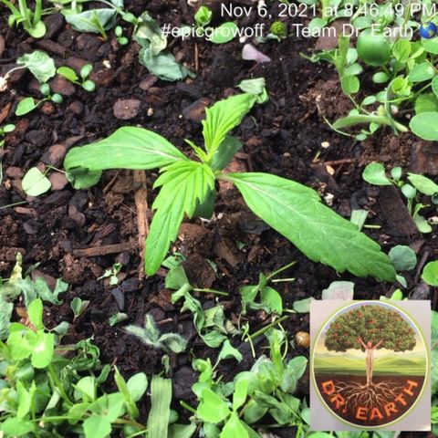 #epicgrowoff growlog timeline photo